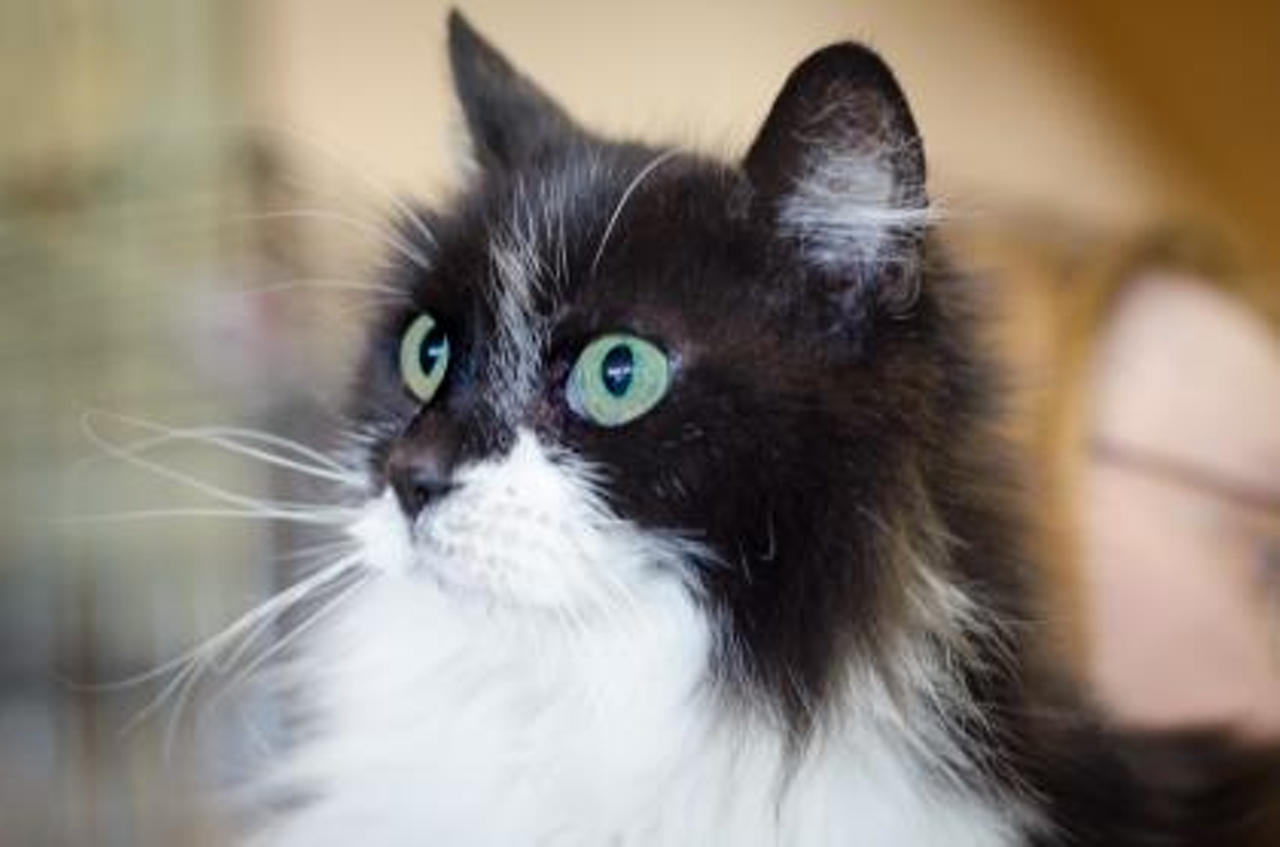 Name: Cool Whip | Breed: Domestic longhair/Mix | Sex:Female | Age: 6 years | Rescue: SAAP