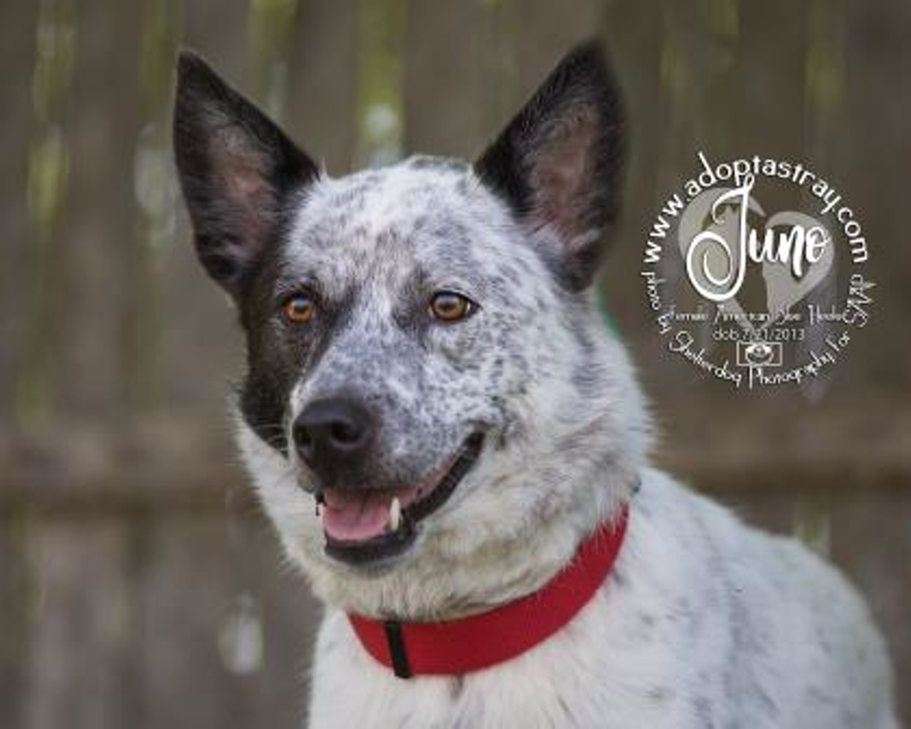 Name: Juno | Breed: American Blue Heeler/Mix | Sex: Female | Age: 5 years old | Rescue: SAAP