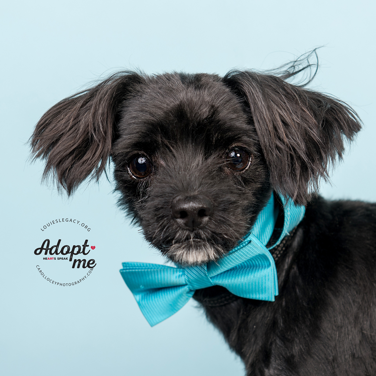 Name: Bentley | Breed: Shih Tzu mix | Age: 1 year old | Sex: Male | Rescue: Louie's Legacy