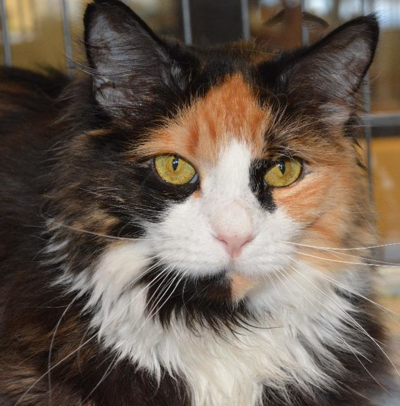 Name: Catalina Goby | Breed: Domestic Long Hair | Age: 8 years old | Sex: Female | Rescue: OAR