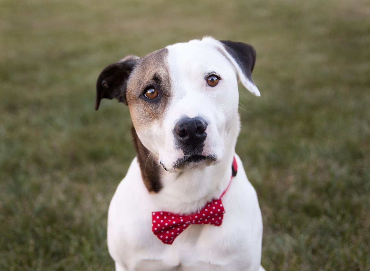 Name: Jinx | Breed: Boxer/American Bulldog mix | Age: 1 year old | Sex: Male | Rescue: HART Cincinnati
