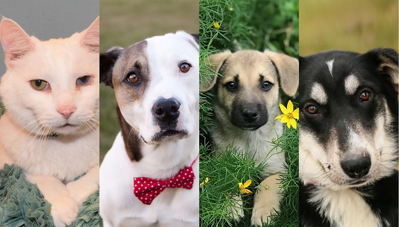 10 Cincinnati Pets You Could Adopt This Week