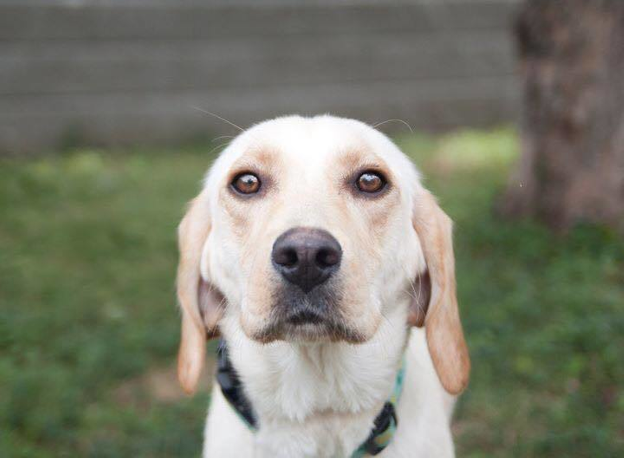 Name: Dolly Party | Breed: Yellow Lab/Beagle mix | Age: 1 year old | Sex: Female | Rescue: HART Cincinnati