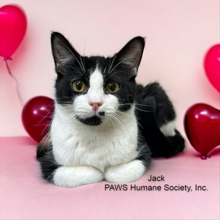 My Furry Valentine
When: Feb. 17 and 18 from noon-5 p.m.

Where: Sharonville Convention Center, Sharonville

What: The area’s largest pet adoption event.

Who: My Furry Valentine

Why: You know you want to adopt at least one (or five) pups and kitties.