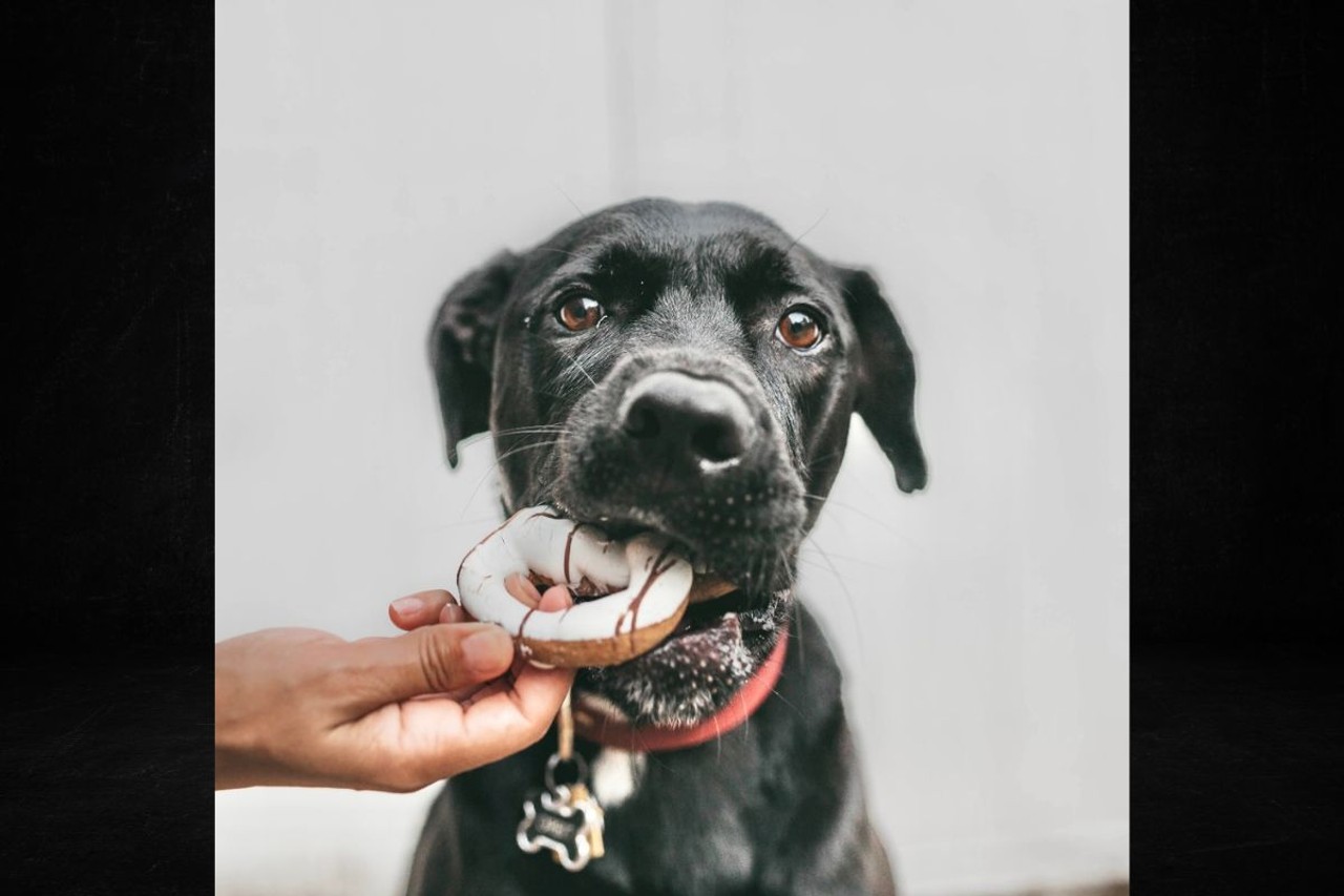 Cincinnati Dog Treat Festival
When: May 4 from 8-11 a.m.
Where: Sonder Brewing, Mason
What: This free event features vendors selling a variety of treats for your pup, from bones to calming chews.
Who: Red Dog Pet Resort & Spa
Why: Find your doggo's new favorite iced cookie treat.