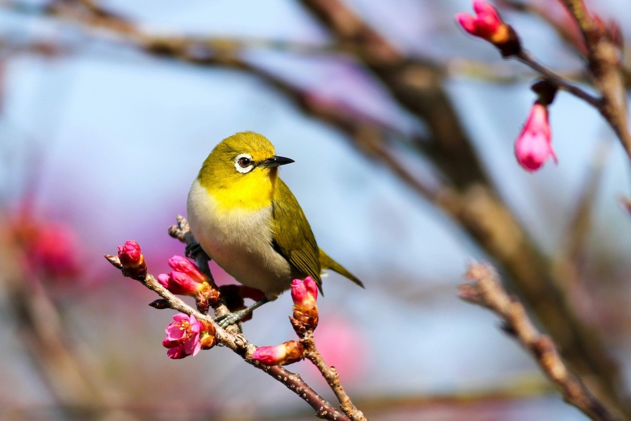Bird Walk with Kathi Hutton
When: May 26 from 8-11 a.m.
Where: Kirby Nature Center, Addyston 
What: Enjoy a beginner-friendly, songbird-focused walk with an Ohio Certified Volunteer Naturalist.
Who: Western Wildlife Corridor
Why: Celebrate a beautiful spring day with birdsong.