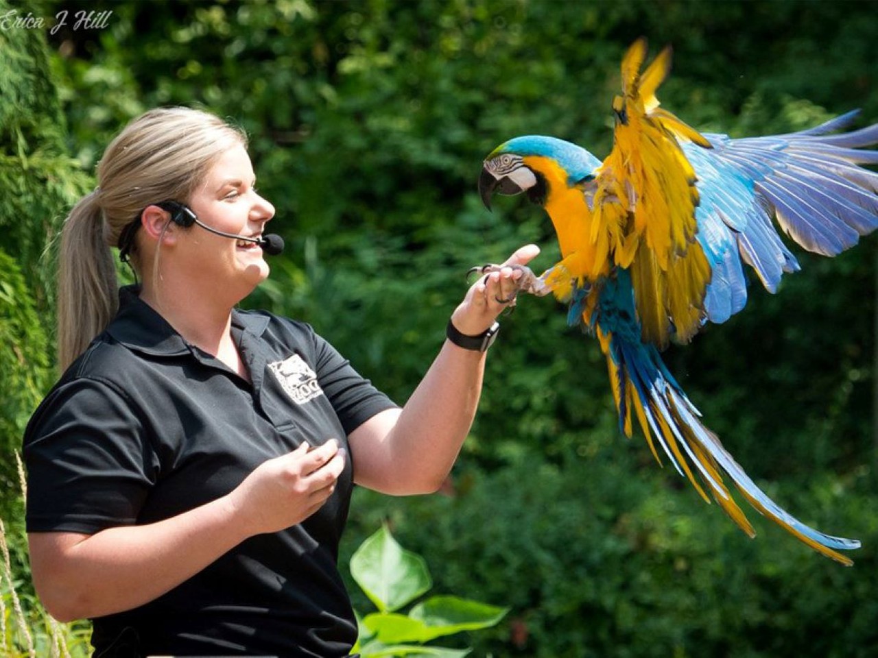 Wings of Wonder
When: Jan. 7 at 1 p.m.
Where: Spring Grove Funeral Homes, Cemetery and Arboretum's Norman Chapel
What: Educational and interactive event about winged animals.
Who: Animal trainers from the Cincinnati Zoo
Why: See beautiful creatures up close and personal.