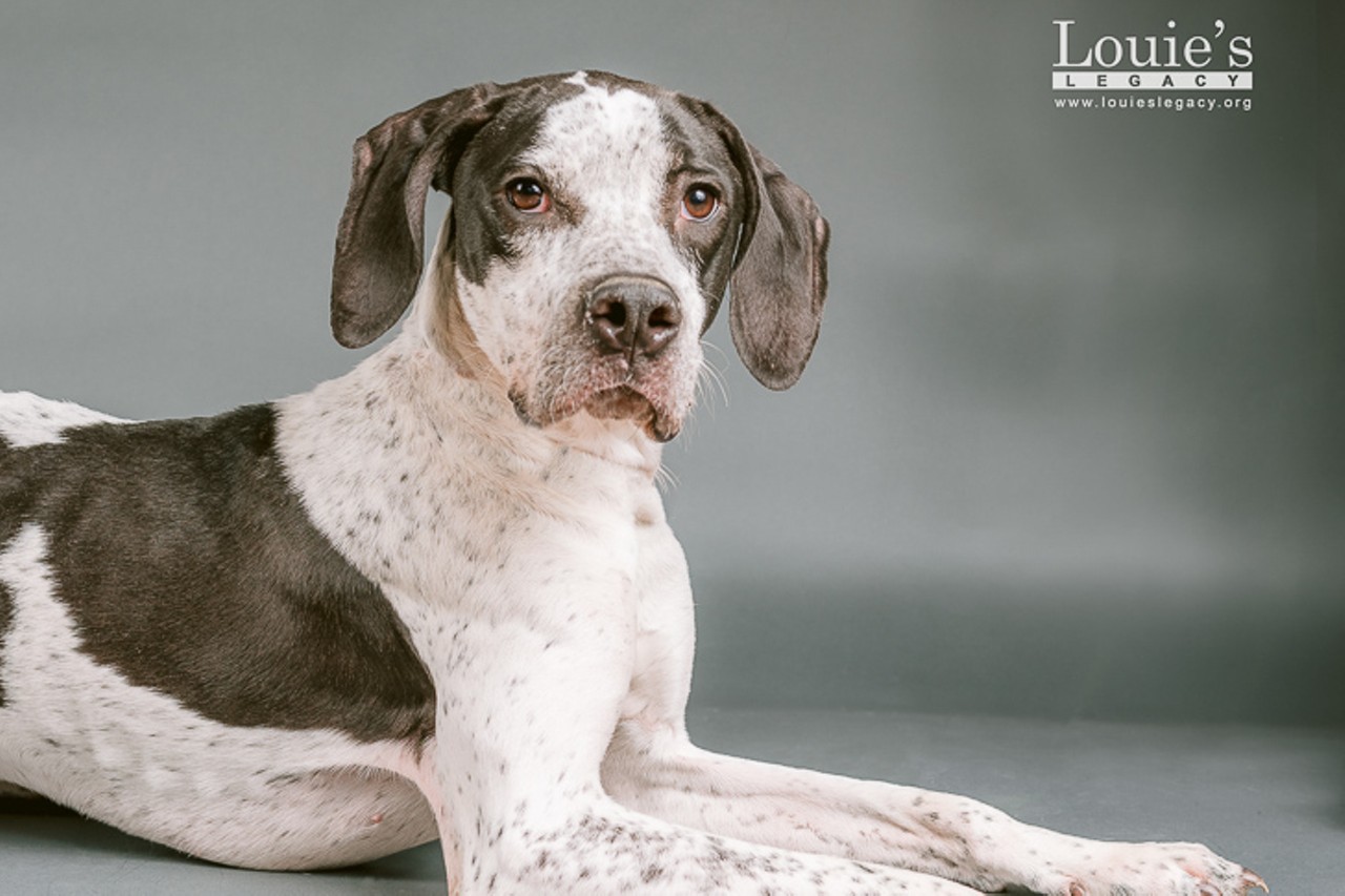 Lupin
Age: 1 Years / Breed: Pointer Mix / Sex: Female / Rescue: Louie&#146;s Legacy
Photo via louieslegacy.org