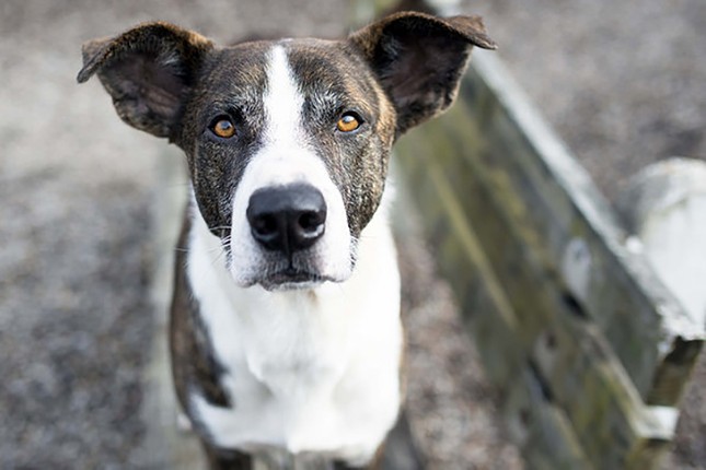 Buck
    Age: 2 years / Breed: Plott Hound/Collie Mix / Sex: Male / Rescue: Save The Animals Foundation 
    Photo via staf.org