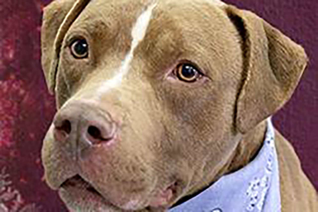 Ron Burgundy
Age: 5 years / Breed: Terrier, American Pitbull/Mix / Sex: Male / Rescue: SPCA 
Photo via 