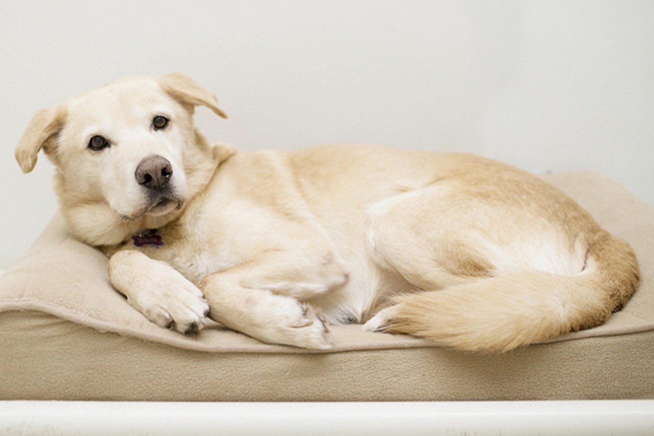 Cider
Age: Between 5 and 7 years / Breed: Golden Retriever/Yellow Lab Mix / Sex: Male / Rescue: Save The Animals Foundation 
Photo via staf.com
