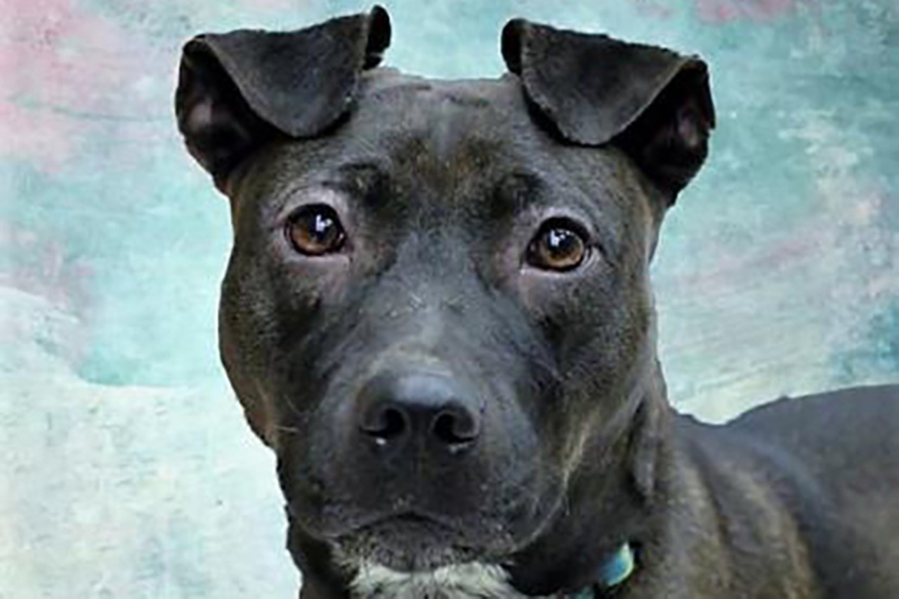 Patsy Cline
Age: 2 years / Breed: Terrier, American Pitbull/Boxer / Sex: Female / Rescue: Stray Animal Adoption Program 
Photo via adoptastray.com