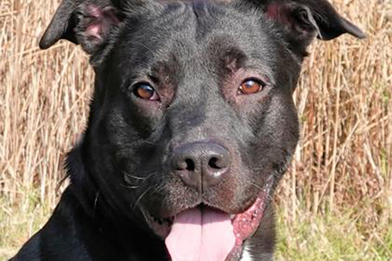 Major
Age: 2 years / Breed: Retriever, Labrador/Terrier / Sex: Male / Rescue: SPCA 
Photo via 