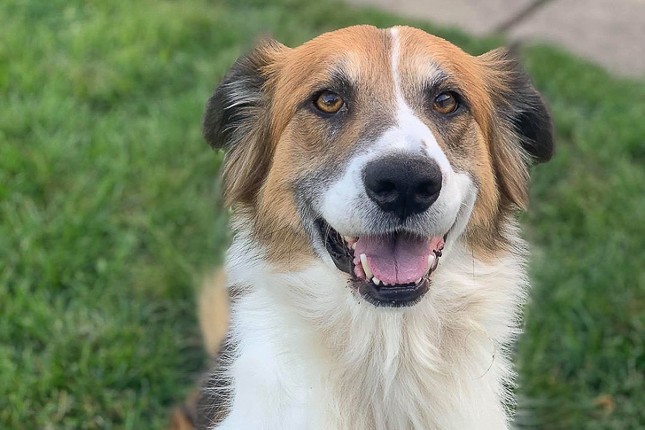 Abigail
    Age: 18 Months / Breed: Collie / Sex: Female / Rescue: Hart Animal Rescue
    Photo via rescueahart.org