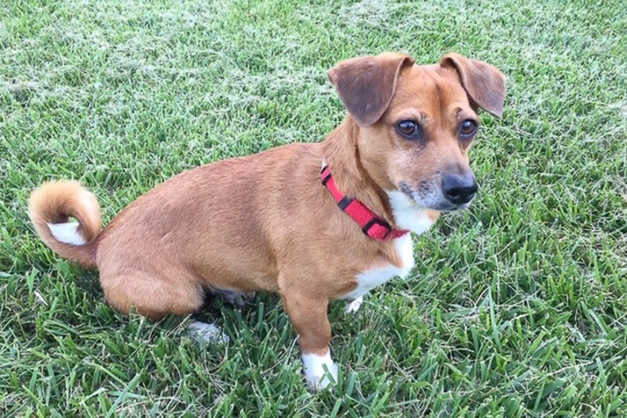 Murphy
Age: 3 Years / Breed: Chihuahua, Dachshund Mix / Sex: Male / Rescue: Hart Animal Rescue
Photo via rescueahart.org