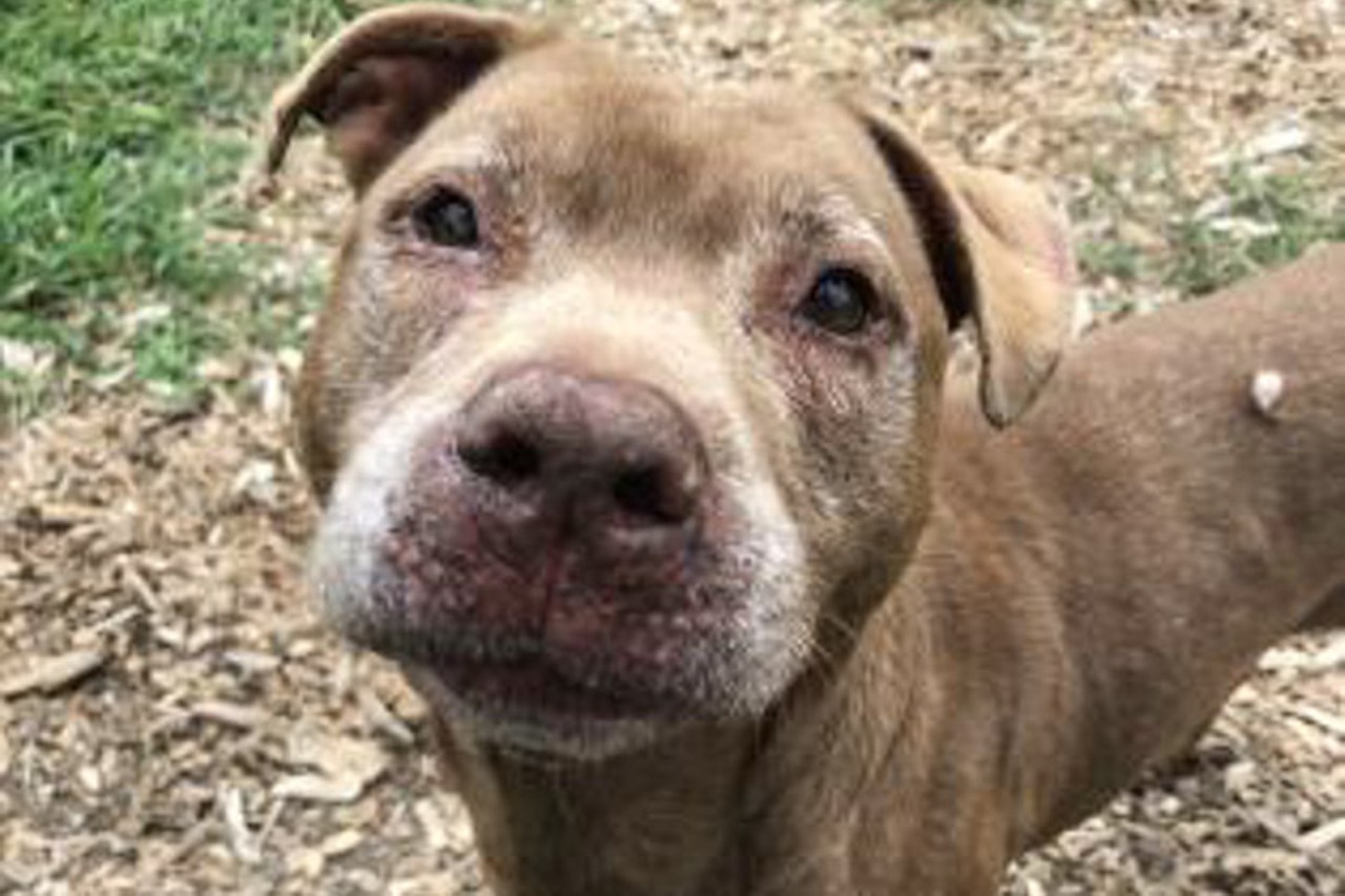 Tink
Age: 5 Years / Breed: Pit Bull Terrier Mix / Sex: Female / Rescue: SPCA Cincinnati
Photo via spcacincinnati.org