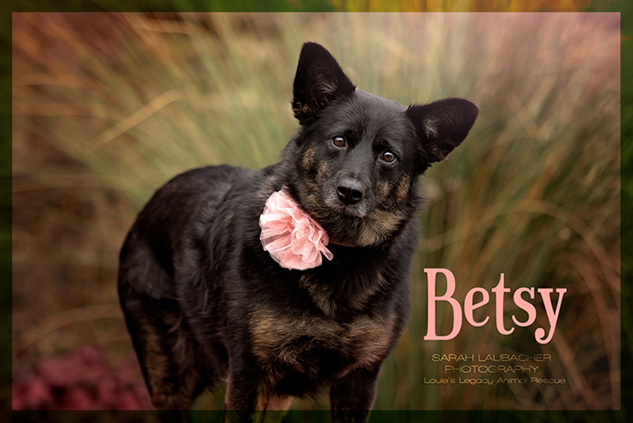 Betsy
Age: 3 Year old / Breed: Corgi/Sheltie Mix / Sex: Female / Rescue: Louie&#146;s Legacy
"Betsy, for the most part, minds her own business but does love to play occasionally. And she loves her squeaky toys! Betsy would make a great companion for life. She is loyal, friendly, low-key, and most importantly a cuddler! Don't let her short legs fool you, if you are looking for a walking partner, then you've met your match. If you are interested in Betsy, please fill out an application at louieslegacy.org."
Photo via Louie&#146;s Legacy