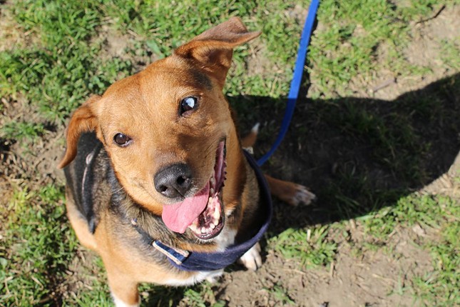 Casey
    Age: 5-6 Years / Breed: Beagle, Cattle Dog Mix / Sex: Female / Rescue: Hart Animal Rescue
    Photo via rescueahart.org