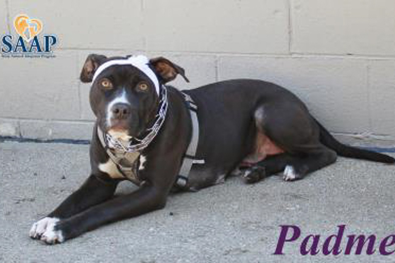 Padme
Age: 5 Years / Breed: Terrier, American Pit Bull Mix / Sex: Female / Rescue: Stray Animal Adoption Program
Photo via adoptastray.com