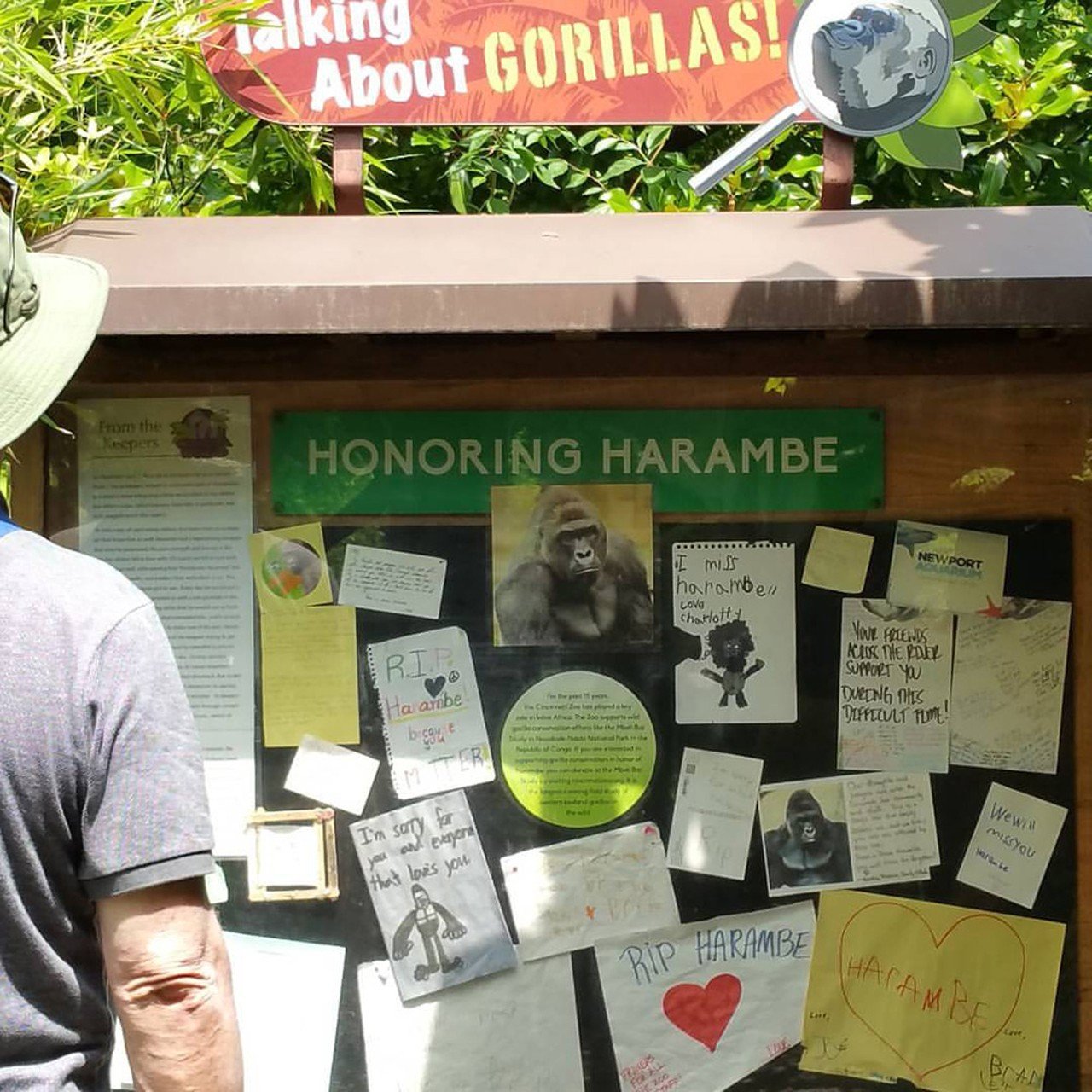 Harambe's Ghost Still Haunts the Cincinnati Zoo
It’s been more than six years since Harambe died. On May 28, 2016, the 17-year-old western lowland gorilla was shot and killed by zookeepers at the Cincinnati Zoo in order to save a 3-year-old child who fell into his enclosure. Were the circumstances of this now-famous gorilla’s untimely death traumatic enough to leave his spirit with a sense of unfinished business? Maybe so. Some say that Harambe’s ghost is still with us. Whether it’s lingering around the Cincinnati Zoo property, or just thriving in an afterlife of memes and art installations, Harambe’s presence definitely lives on.