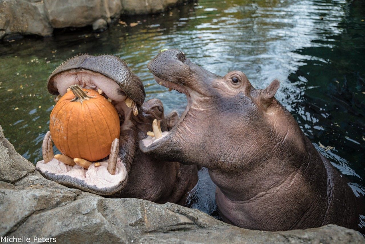 HallZOOween
Noon-5 p.m. Oct. 22 and 23
The Cincinnati Zoo is getting adorably spooky with a weekend HallZOOween party. Bring your own bag to visit various trick-or-treat stations, watch fun animal enrichment activities, ride the Hogwarts Express train or the Scare-ousel or catch a show at Phil Dalton's Theater of Illusion. Kids are encouraged to wear costumes. Free with admission ($20-$21 adults; $14-$15 children). Cincinnati Zoo & Botanical Garden, 3400 Vine St., Avondale.