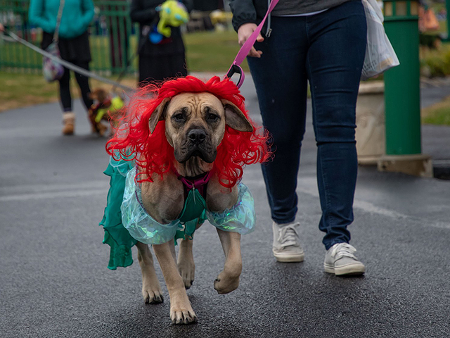 The Howl dog event and costume contest at Voice of America Park