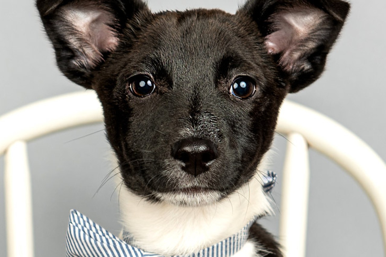 Ben
Age: 3 Months / Breed: Jack Russell Terrier Mix / Sex: Male / Rescue: Louie&#146;s Legacy
Photo via louieslegacy.org
