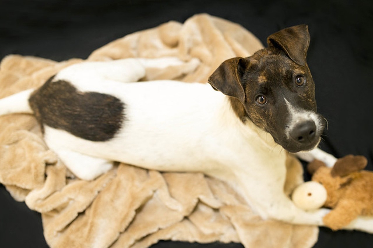 Loki
Age: 4 Months / Breed: Foxhound & Terrier Mix / Sex: Male / Rescue: Save the Animals Foundation
Photo via staf.org