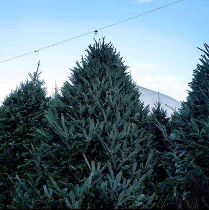 Station Road Farm & Landscaping
    6749 Station Road, West Chester
    Christmas trees and greenery will be available at Station Road Farm and Landscaping starting the day after Thanksgiving. Fresh, decorative wreaths will also be available. 
    Open 10 a.m.-7 p.m. starting Nov. 24.