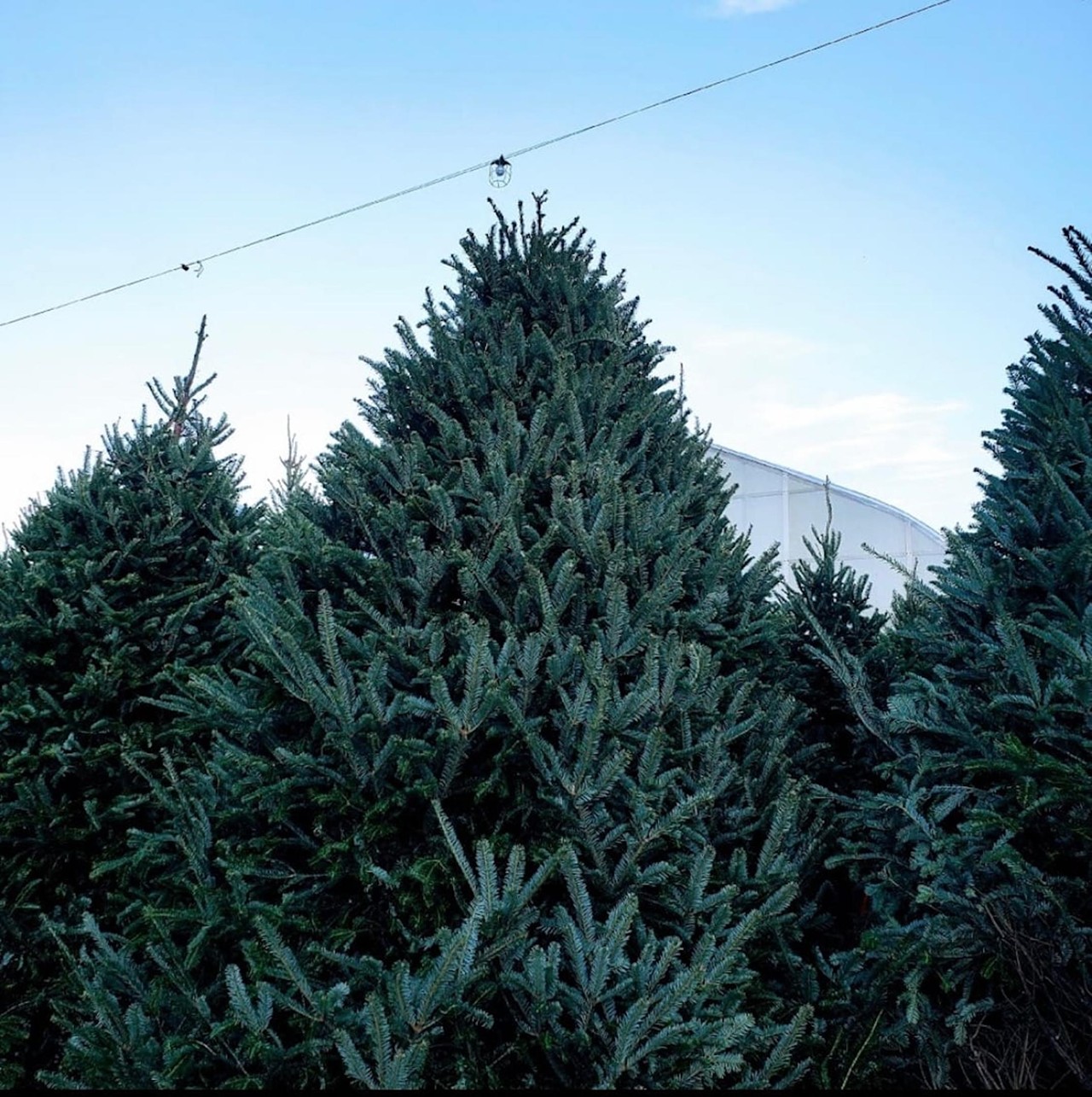 Station Road Farm & Landscaping
6749 Station Road, West Chester
Christmas trees and greenery will be available at Station Road Farm and Landscaping starting the day after Thanksgiving. Fresh, decorative wreaths will also be available. 
Open 10 a.m.-7 p.m. starting Nov. 24.