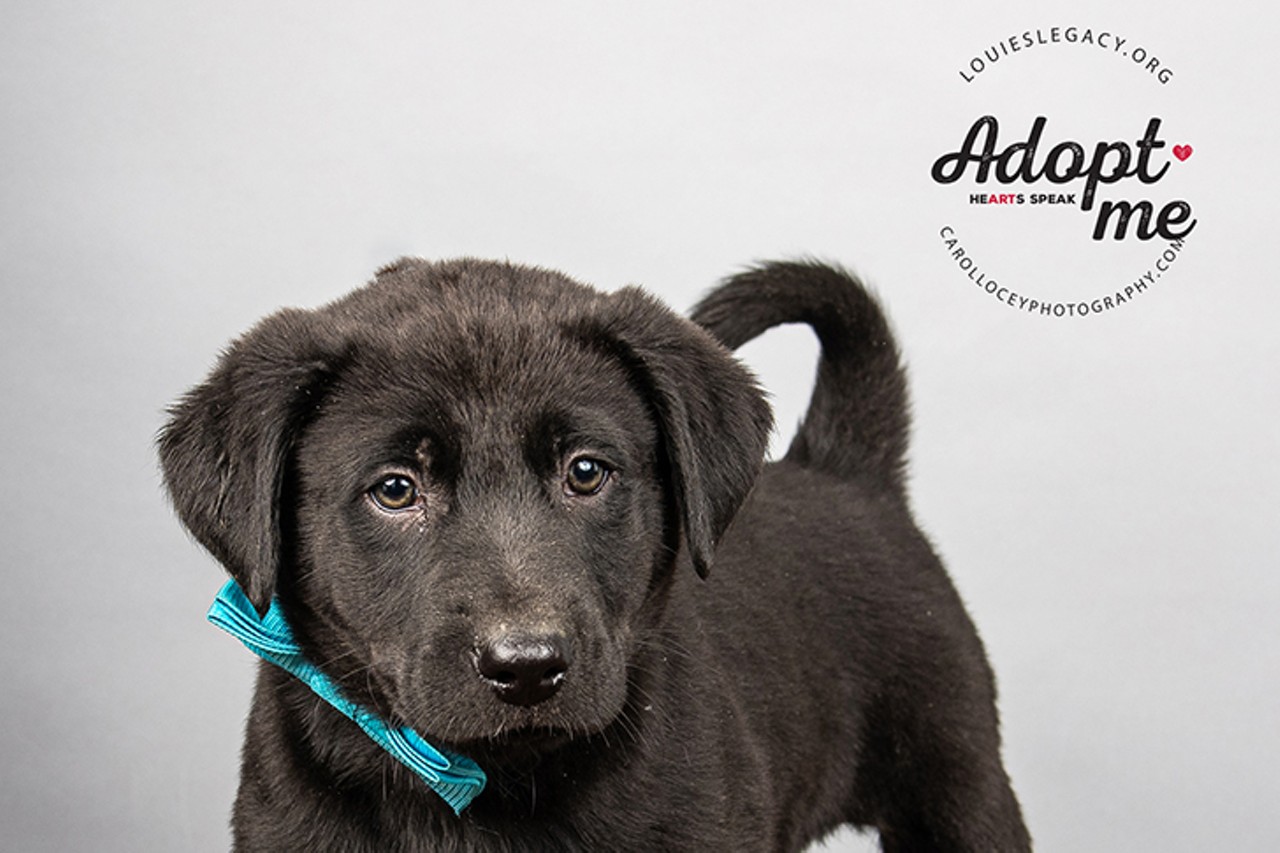 Triston
Age: 8 Weeks old / Breed: Labrador Retriever / Sex: Male / Rescue: Louie's Legacy
"Triston is 8 week old, 10lb Lab mix. He is fun loving and playful, and would benefit from an equally active family. Has been fostered with cats and do well with them."
Photo via Louie's Legacy