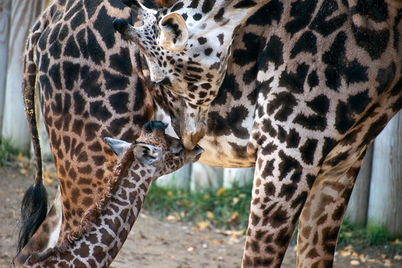 20 Unbelievably Adorable Photos of the Cincinnati Zoo's Baby Giraffe