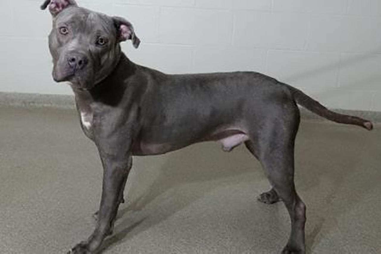 Harlow 
Age: 2 years / Breed: Terrier, Pitbull Mix / Sex: Male / Rescue: SPCA
Photo via spcacincinnati.org