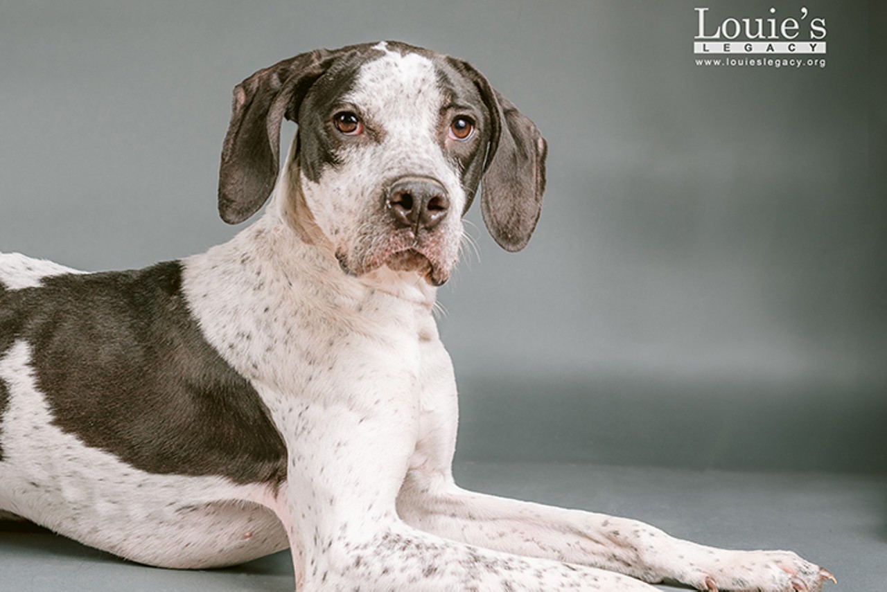 Lupin 
Age: 1.5 years / Breed: Pointer Mix / Sex: Female / Rescue: Louie&#146;s Legacy
Photo via louieslegacy.org