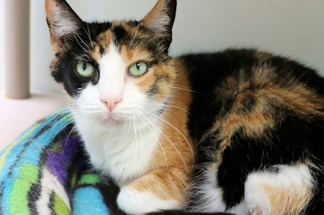 Charisma 
Age: 7 years / Breed: Calico / Sex: Female / Rescue: Save the Animals Foundation
Photo via staf.org