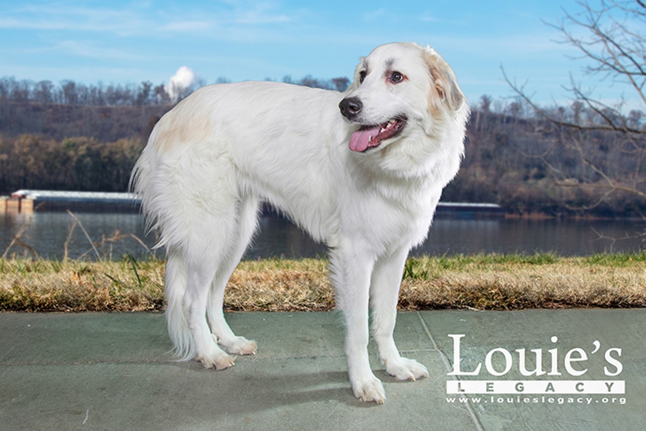 Pinky
Age: 1.5 years old / Breed: Great Pyrenees / Sex: Female / Rescue: Louie&#146;s Legacy
"Meet Pinky! This beautiful girl is a 1.5 year old Great Pyrenees Mix who weighs about 65lbs. Pinky loves to spend her time outside or playing with her foster siblings. Pinky is a fearful dog who isn't comfortable with men or loud noises. She needs a home that will help continue to work on her confidence and help her get over her fears. She would do best with another confident dog that she can play with and learn from. When comfortable, she'll be your best friend!"
Photo via Louie&#146;s Legacy
