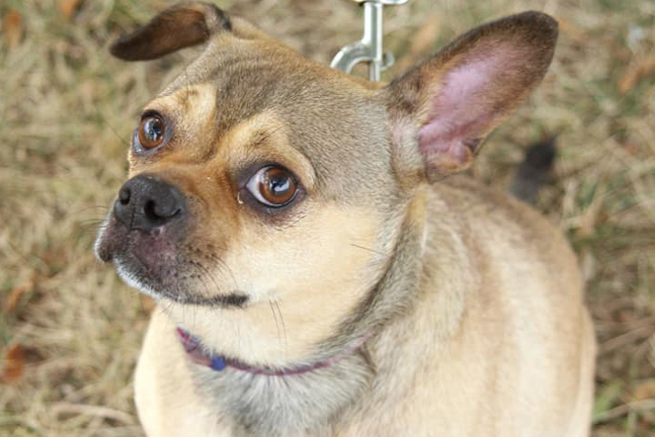 Elliot
Age: 2 Years / Breed: Pug/Chihuahua, Short Coat / Sex: Male / Rescue: Stray Animal Adoption Program
Photo via  Stray Animal Adoption Program