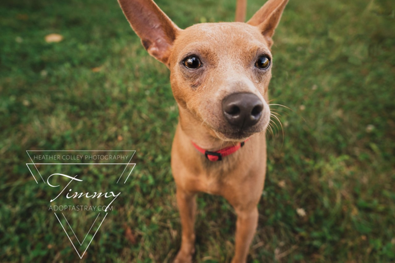 Timmy
Age: 1 Year / Breed: Chihuahua, Short Coat Mix / Sex: Male / Rescue: Stray Animal Adoption Program
Photo via  Stray Animal Adoption Program