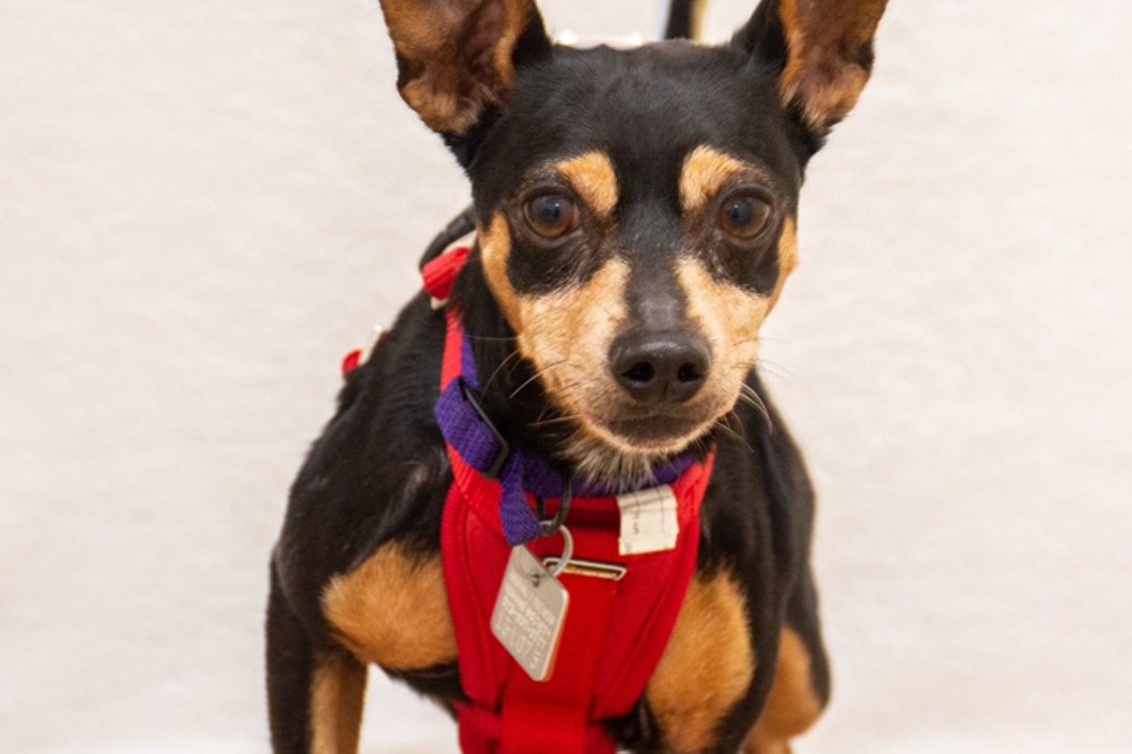 Ty
Age: 7 Years / Breed:  Miniature Pinscher, Chihuahua Mix / Sex: Male / Rescue: Animal Friends Humane Society
Photo via  Animal Friends Humane Society