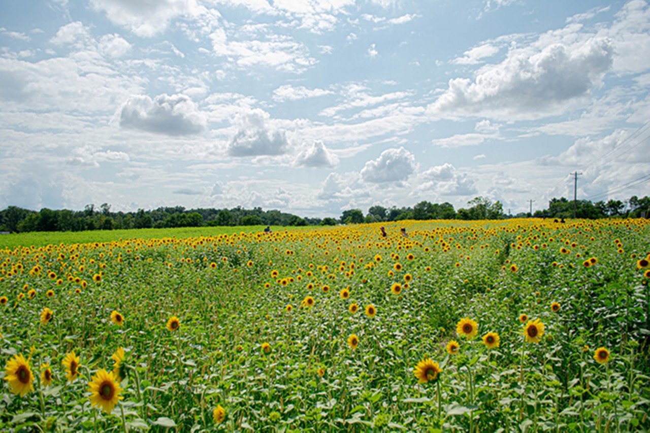 Visit a Sunflower Field and Snag Some Sweet Selfies
Various Greater Cincinnati locations
A visit to a sunflower field is a perfect send off to Midwestern summertime. And the Greater Cincinnati area has several to choose from to last you through the fall. These farms boasts rows and rows of beautiful blooms &#151; perfect for a selfie or just to soak in and enjoy. Notable destinations in bloom now include the field across from Cottell Park in Deerfield Township and The Black Barn in Lebanon. See link for addresses and details.
Photo: Savana Willhoite