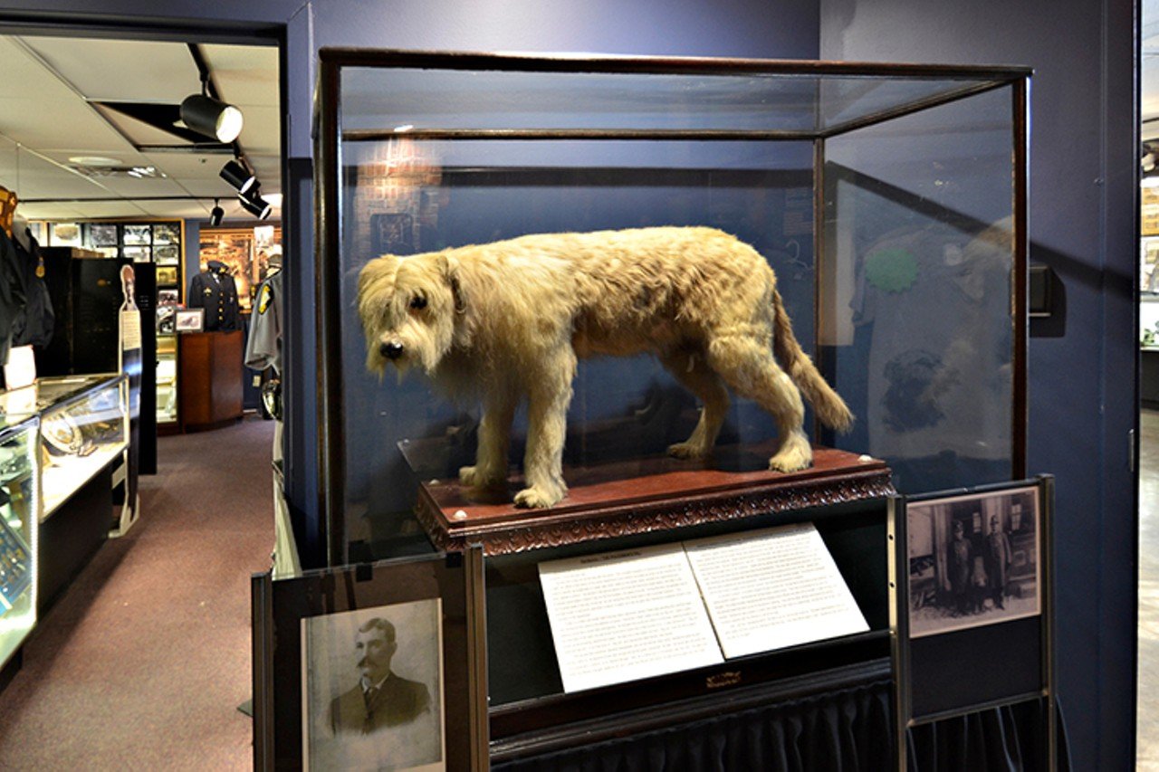 Visit Handsome at the Greater Cincinnati Police Museum
308 Reading Road, Pendleton
Handsome was the city&#146;s first police dog. Found by a patrolman in 1898 as an abandoned puppy, the mutt quickly became a fixture at the police station and soon joined daily patrols, chasing down thieves and murderers. He reportedly assisted in hundreds of arrests in the course of his career. After his death in 1912, the beloved Handsome was stuffed and placed in a glass case to honor his contributions. He is now on public view at the Greater Cincinnati Police Museum, also home to thousands of local law enforcement artifacts and a memorial wall to fallen local, state and federal officers.
Photo: Megan Waddel