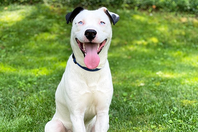 Frozone
    
    Age: 1 Year Old / Breed: Husky-Dalmatian Mix / Sex: Male / Rescue: Louie&#146;s Legacy
    &#148;Where is his super suit?! Frozone is 1 year old Husky mix! He's a petite boy at 45 pounds. Frozone is a super active boy who would love a family that is on the go. He'd be a great running or hiking buddy, as he's always ready for adventure. He loves to run and play with other dogs, but is a little too playful for kitty siblings. He's never met any children while in foster care but Frozone would do best with older kids due to his tendency to jump up when excited. He thrives off of physical exercise and is working hard on his leash manners, but will need continued work! He can't wait for his forever family to teach him new things! He would love a fenced in yard to burn off some of his energy and is respectful of a fence. He is working hard on both his crate and potty training. If you want to make this goofy boy a part of your family, apply online today!
    My adoption fee is $250&#148;
    Photo via louieslegacy.org