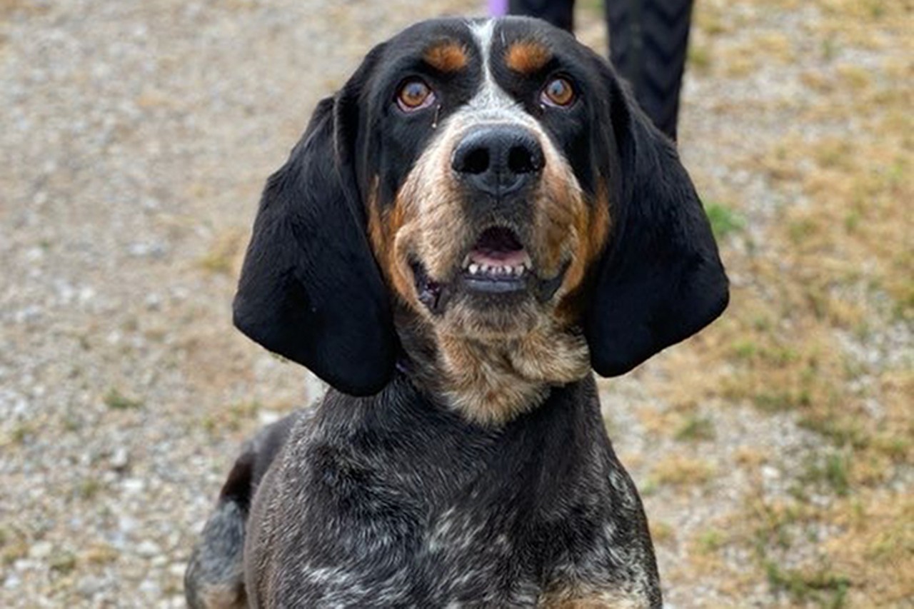 Charleston Chunk
Age: 2 Years Old / Breed: Bluetick Coonhound / Sex: Male / Rescue: Louie&#146;s Legacy
&#148;Looking for a Southern gentleman with broad shoulders and dreamy brown eyes? Look no further than Charleston Chunk! Chunk the Hunk is a 2 year old Bluetick Coonhound tipping the scales at a meaty 90lbs. This big squish is so sweet and gentle for being so formidable. In fact, at times, Charleston can be a bit scared of men and sudden movements, but we are working to build his confidence. Chunk is a smart boy who is already crate trained and making strides in house training. He does get along with dogs of similar or smaller size, but can be a bit protective of his food and toys. Speaking of toys, Chunk&#146;s favorite thing to do is to pull out a toy from the toy basket, take it outside, inspect it, and repeat until the basket is completely empty. He absolutely loves the outdoors and sometimes displays his coonhound stubbornness by refusing to come inside. Charles would love a fenced yard where he can hang out for a day of leisure on the veranda, surveying his land, receiving head scratches from his humans. Could Charleston be the Noah to your Allie? His adoption fee is $250.&#148;
Photo via louieslegacy.org