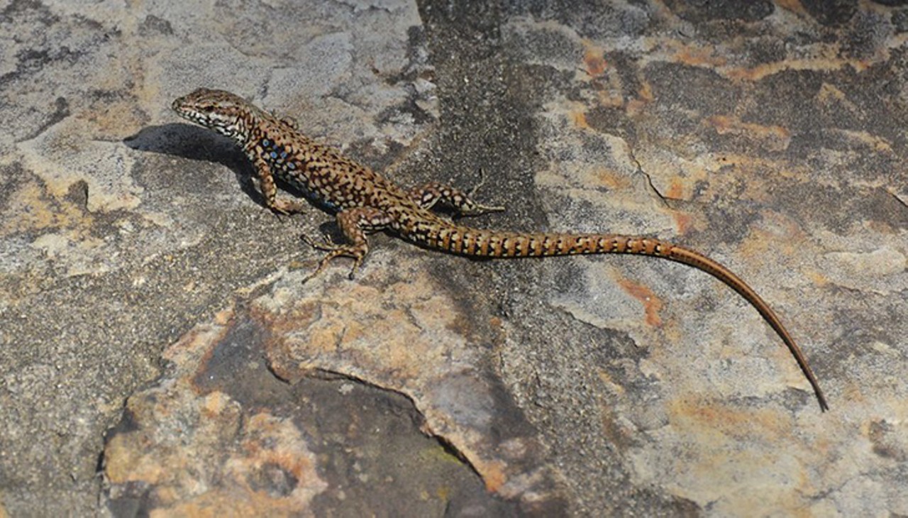 A Lazarus Lizard
Dart in and out of rocks at your Halloween party and dare people to catch you.
Photo: Flickr/Tony Alter