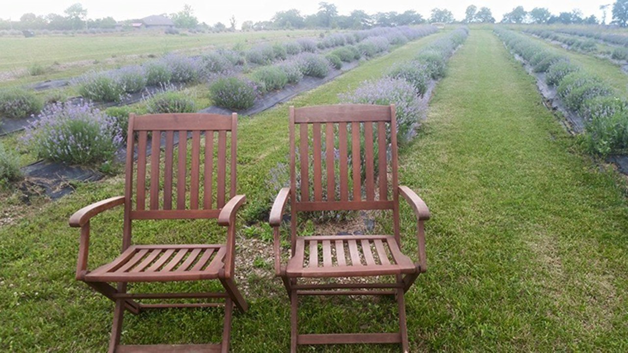 SATURDAY 15
EVENT: Summer Solstice Lavender Festival
Celebrate the longest day of the year early at Peaceful acres Lavender Farm. THe farm grown several strains of organic lavender, an herb that is said to have calming and sleep-inducing properties, At the festival, you can sample lavender-infused foods, pick your own organic lavender in the fields, make wreaths and wands from the herb, practice meditation and listen to live performances. For its 11th year, the fest has added craft and personal growth workshops. 10 a.m.-6 p.m. Saturday; 11 a.m.- 4 p.m. Sunday. Free admission. Peaceful Acres Lavender Farm, 2387 Martinsville Road, Martinsville, peacefulacreslavenderfarm.com.
Photo: Provided by Peaceful Acres Lavender Farm
