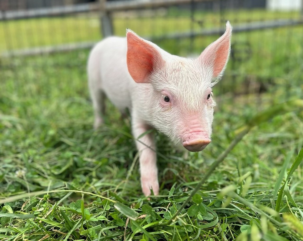 Red Oak Animal Rescue Fall Farm Festival
When: Sept. 30 from 1-4 p.m.
Where: Red Oak Animal Rescue, New Richmond
What: Festival featuring farm animals, food, art, music and more.
Who: Red Oak Animal Rescue
Why: Visit with any one of the farm's more than 200 animals (or all of them).