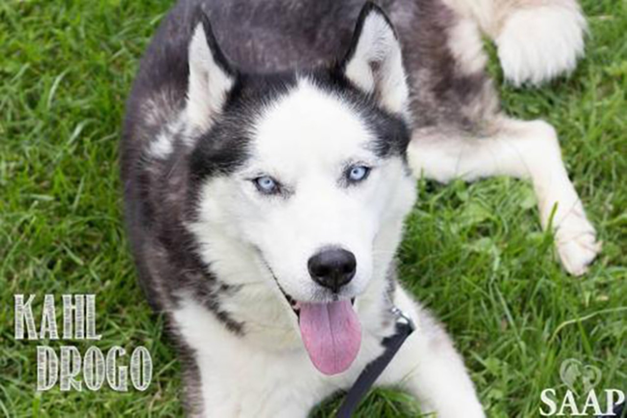 Kahl Drogo
Age: Adult / Breed: Husky / Sex: Male / Rescue: Stray Animal Adoption Program
"Check out this handsome guy! Kahl Drogo (knows Knute) is an 8 year old purebred Alaskan husky. He walks well on leash, is good outside of a crate, potty trained, and non-destructive. He's rarely barks, and likes to lounge. He does NOT enjoy: cats, kids, or his tail/back legs messed with, and sharing (he resource guards his toys, bones, treats, etc). He's lived as an only dog for some time, but has done well meeting small dogs on leash, not so well with large dogs. Preference would be an only dog home to hang out and soak up the snuggles.All SAAP animals are vet checked, UTD on vaccines, spayed/neutered, micro chipped, and given flea and heartworm preventative as age appropriate."
Photo via Stray Animal Adoption Program