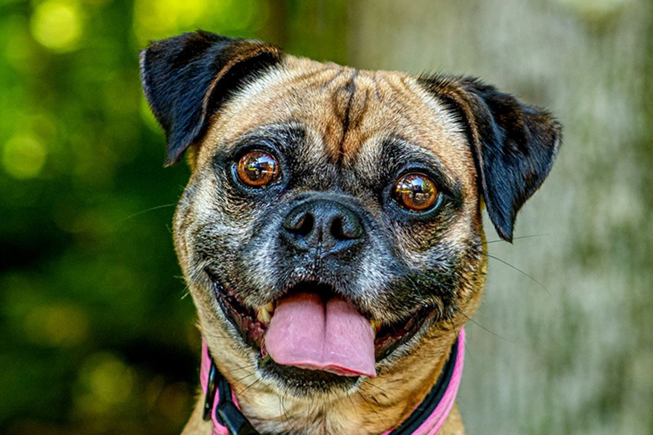 Carley
Age: Adult / Breed: Pug Mix / Sex: Female / Rescue: Louie's Legacy Animal Rescue
"Say hello to Carley! This spunky and active girl is a 5 year old pug mix and she weighs about 28lbs. We aren't sure what she is mixed with, but her expressive faces are sure to make you smile! She has an outgoing personality and is very friendly. She likes kids and other dogs and would do well in a home with another playful friend or with an active owner who will take her on adventures! Carley would love a physically fenced in yard to be able to run around and do some zoomies in! If you are looking for an adventure pal or a playmate for your current canine companion, this girl might just be the one for you! Her adoption fee is $400 and she is ready to meet you!"
Photo via Louie's Legacy