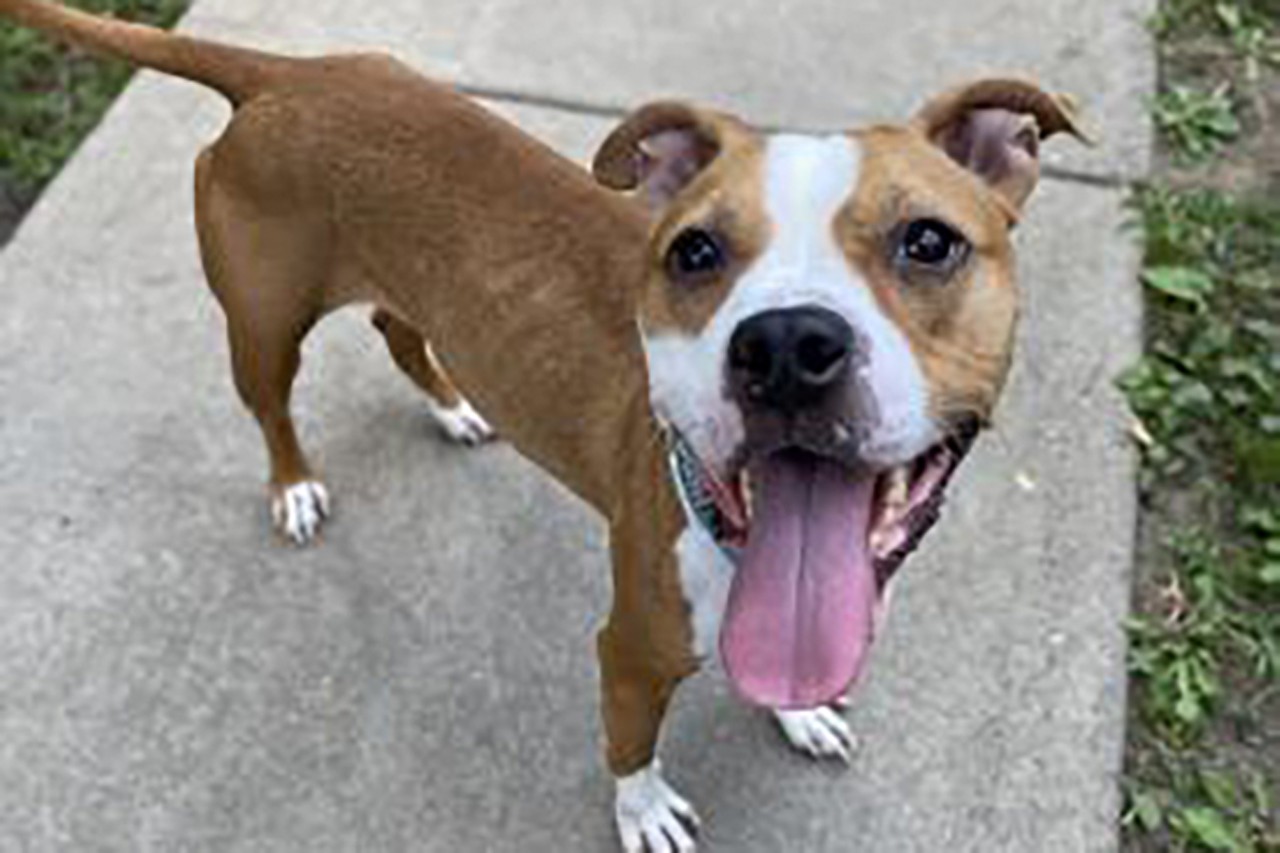 Sammi
Age: Young / Breed: Terrier, American Pit Bull Mix / Sex: Female / Rescue: Cincinnati Animal CARE Humane Society
"Meet Sammi! This pretty girl is ready to bust out of the shelter and find herself a loving family. She is sweet, silly, and smart! Sammi can be a little buty shy at first, but she loves treats and will warm up pretty quickly if you toss a few her way. She seems to love being pet and will just about crawl into your lap for some love. Sweet Sammi is looking for a loving family to call her own. Since she is a little bit nervous around new things it might take her a little bit of time to adjust but we are confident she will be a big love bug. If you are interested in meeting this pretty pup please give us a call to set up an appointment."
Photo via Cincinnati Animal CARE Humane Society