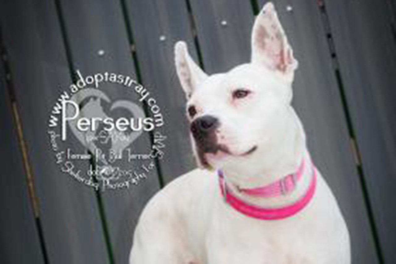 Perseus
Age: 4 Years Old / Breed: Terrier, Pit Bull / Sex: Female / Rescue: SAAP
&#148;Perseus pronounced as (per say us) is new to SAAP. This sweet girl came to us after her daddy passed. What I know about her already is she loves kids, she is house and crate trained. She gets along with other dogs. She does great on car rides. She&#146;s well mannered and listens well. She knows sit, paw, lay down I am sure there more but we are still learning each other.&#148;
Photo via adoptastray.com